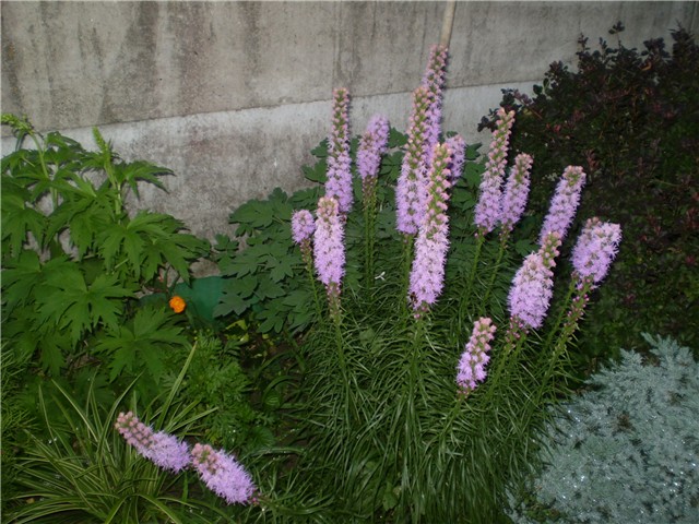 liastris